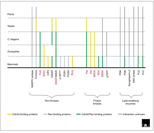 Figure 1Cdc42- and Rac-interacting proteins in the species discussed in the text. Rac and Cdc42 effectors are grouped into three categories: non-kinases, kinases,and lipid-modifying enzymes