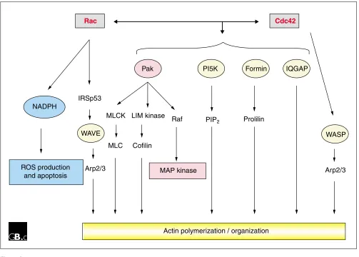 Figure 2Cdc42/Rac core effectors. Cdc42, Rac and their primary common conserved effectors are represented on shaded background