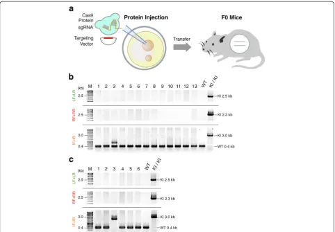 Figure 2 Generation of knock-in mice carrying a gene cassette by sgRNA combined with Cas9 protein injection.internal forward primer; IR, internal reverse primer; KI, knock-in; LF, left forward primer; LR, left reverse primer; RF, right forward primer; RR, 