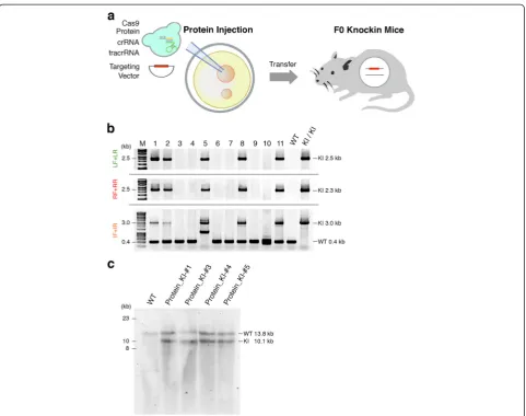 Figure 4 Highly efficient generation of knock-in mice carrying a gene cassette by the cloning-free CRISPR/Cas system.reverse primer; KI, knock-in; LF, left forward primer; LR, left reverse primer; RF, right forward primer; RR, right reverse primer; M, mole