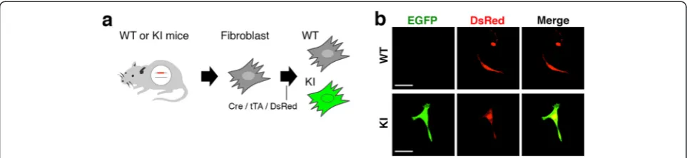 Figure 5 Functionality of the reporter cassette inserted at the Actb locus. (a) Schematic diagram of primary fibroblast cultures and transfection ofthree plasmids