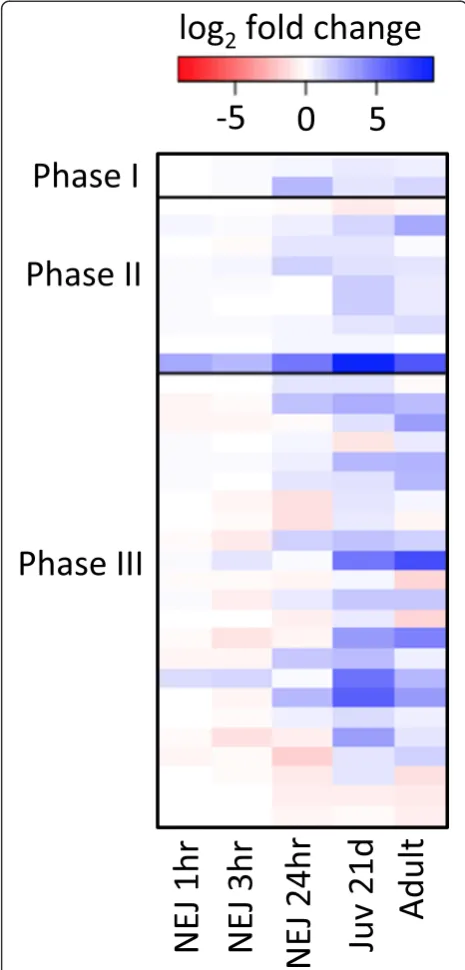 Figure 6 Expression of detoxification genes. Expression of Phase I,II and III detoxification genes through development relative tometacaercariae.