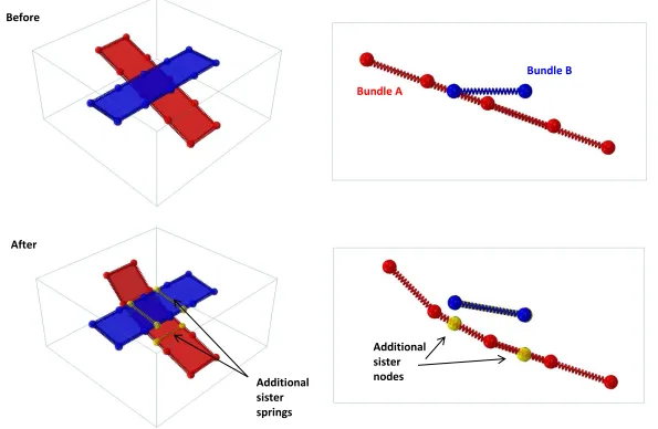 Figure 3: Schematic of edge-edge intersection, before and after intersection-elevation algorithm is applied (parent nodes and springs removed for clarity)  