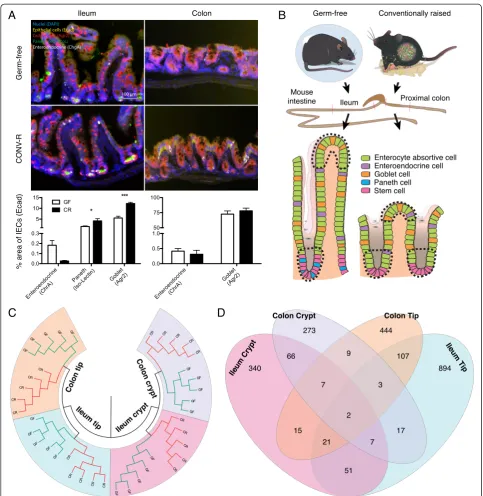 Figure 1 The microbiota elicits specific transcriptional responses in different locations of the gut epithelium