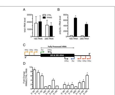 Figure 1 Increased levels of poly(A) + Y1 RNA in RRMS. (Error bars are S.D. *(N = 19)