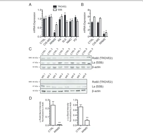Figure 5 Ro60 and La proteins are depressed in RRMS. (A) Ro60 (TROVE2) and La (SSB) transcript levels in CTRL (N = 24), CIS-MS (N = 16), RRMS(N = 22), RA (N = 18), SLE (N = 24), NMO (N = 22), and PD (N = 19) were determined by quantitative PCR after cDNA s