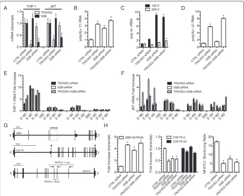 Figure 7 Loss ofTHP-1 (E) and Jurkat T cells (F) (-90, -60, -30 bp) were determined and are expressed relative to cells transfected with a scrambled siRNA asdescribed in Figure 2