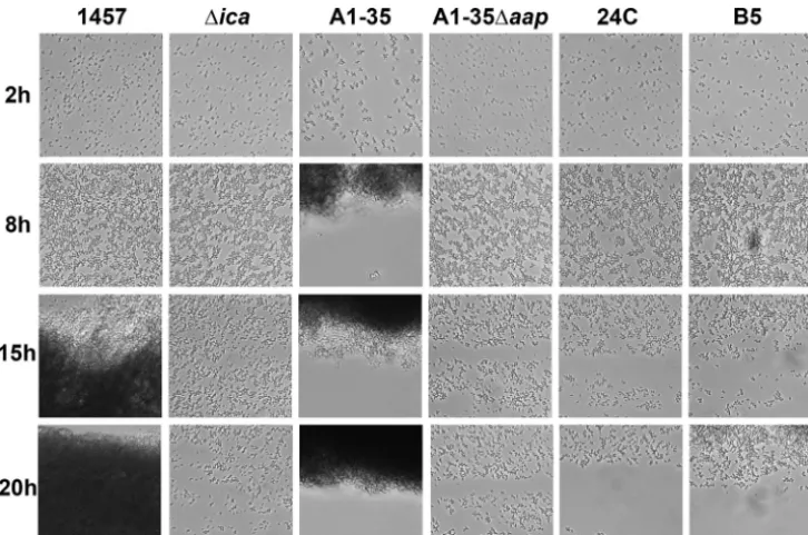 FIG 5 1457 and A1-35 form robust biofilms under shear flow conditions. At 2 h after inoculation, A1-35 cellscomparable, while increased cell-cell interactions were apparent in strain A1-35