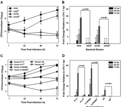 FIG 1 pVAPB-type plasmid-containing R. equi isolates can replicate in murine macrophages