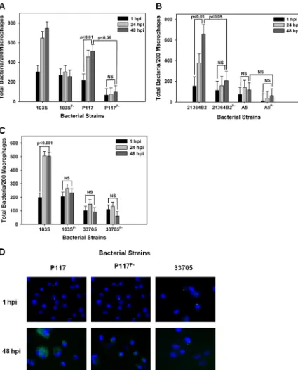 FIG 4 pVAPB-type plasmid-containingat 1 h, 24 h, and 48 h postinfection (hpi) and stained