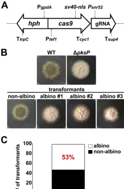 FIG 2 Disruption of pksP using CRISPR/Cas. (A) Scheme of the transforma-tion construct used for transformation into Af293 protoplasts