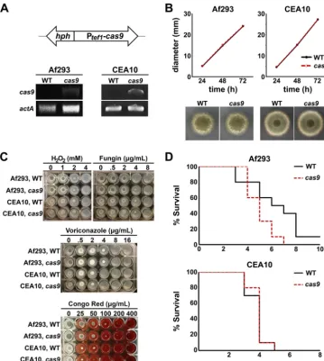 FIG 3 Generation and analysis of constitutive cas9-expressing strains. (A) Top, scheme of the construct used for transformation into Af293 or CEA10 wild-typeprotoplasts