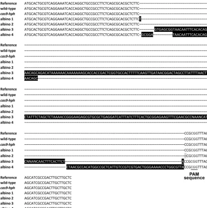 FIG 5 Sequence alignment of the pksP locus of albino transformants. Black-highlighted letters are used to depict nucleotide insertions at the cut site; gray-highlighted letters depict nucleotide deletions