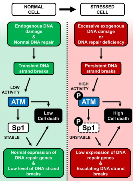 Figure 8. Graphical summary of the model supported by this study. Left:in a normal cell, endogenous DNA damage is kept under control by DNArepair mechanisms