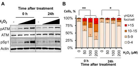 Figure 2. Phosphorylation of Sp1 at Ser101 correlates with the amountQuantification ofscored using high-throughput microscopy