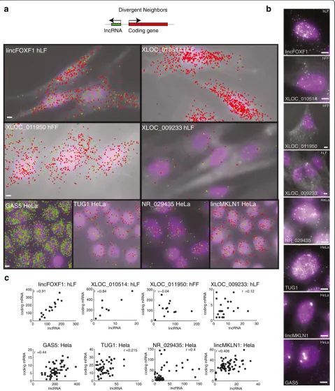 Figure 5 Cellular localization of divergent lincRNAs and their neighbors. (a)coding gene neighbor.of the relationship in each cell between the expression level of the lincRNA (X axis, molecule count) and that of its neighboring coding gene(Y axis)