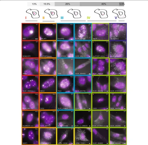 Figure 2 LncRNAs exhibit a variety of cellular localization patterns. Florescence micrographs of representative expressing cells for each of 34lncRNAs with a validated probe set