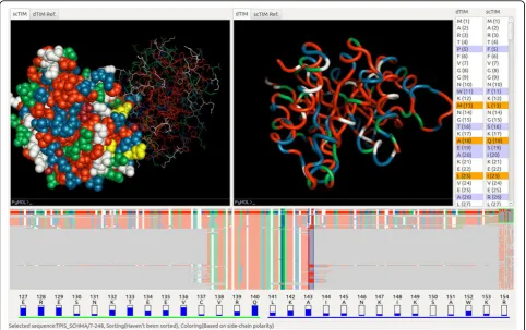 Figure 4 scTIM/dTIM comparison. The two volume views show the dTIM protein backbone (right), respectively a CPK sphere representation ofscTIM (left)