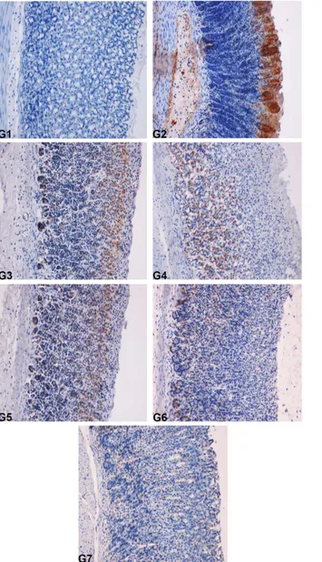 Figure 6. Immunohistochemical analysis of the expression of the BAX protein in the gastric mucosa of rats