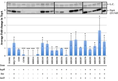 FIG 2 TcpA production profiles of single-SNP strains and double-, triple-, and quadruple-SNP combination strains.immunoblots were quantified using densitometry fordifferent blots (indicated by borders), all with WT N16961 and other controls run simultaneou