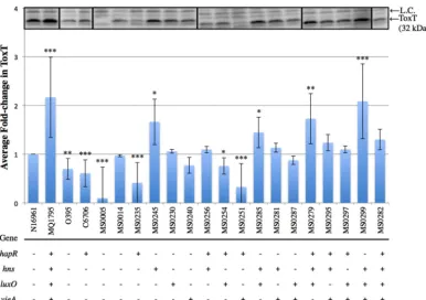 FIG 3 ToxT production profiles of single-SNP strains and double-, triple-, and quadruple-SNP combination strains.immunoblots were quantified using densitometry fordifferent blots (indicated by borders), all with WT N16961 and other controls run simultaneou