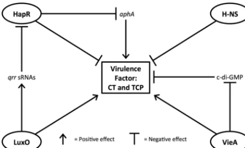 FIG 4 Schematic representation of the involvement of each of the four genes on virulence factorand H-NS decreases virulence factor production through a mechanism of transcriptional silencing.LuxO works in a manner contrary to that of HapR, and VieA degrade
