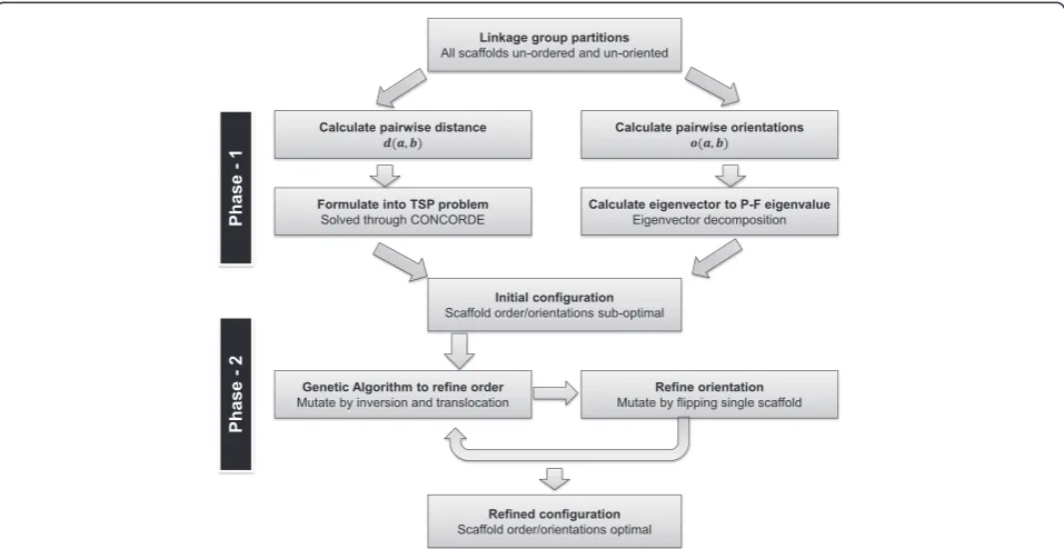 Figure 7 Illustration of the major steps in ALLMAPS algorithm. The ALLMAPS method contains two phases to calculate an initialconfiguration of scaffolds followed by iterative refinement.