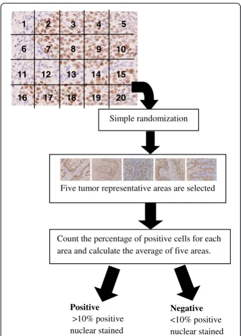 Figure 2 Procedures for IHC results analysis and scoring.
