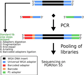 Fig 1. Schematic overview of Ampli1™ LowPass approach. DNA is amplified through primers complementary toAmpli1™ WGA universal adapters through a single PCR reaction