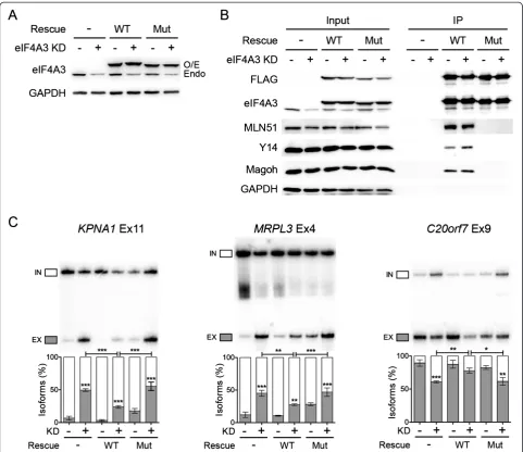 Figure 2 The splicing changes in EJC KD can be rescued by overexpression of siRNA-resistant eIF4A3