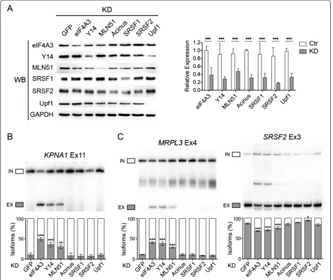 Figure 3 EJC-dependent splicing changes are specific to EJC core protein. (A)of EJC core proteins as well as EJC associated protein Acinus, and SR proteins SRSF1 and SRSF2