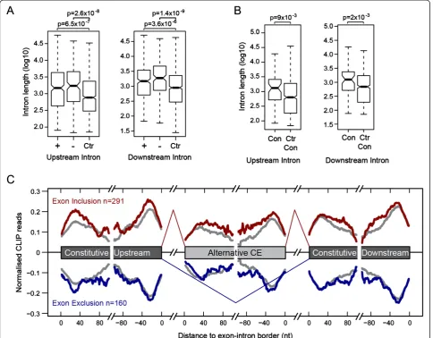 Figure 4 Characteristics of EJC-dependent exons. (A)(+), exon skipping ( Box plot of intron lengths for flanking introns, comparing EJC-dependent exon inclusion−) and exons without splicing changes (Ctr)