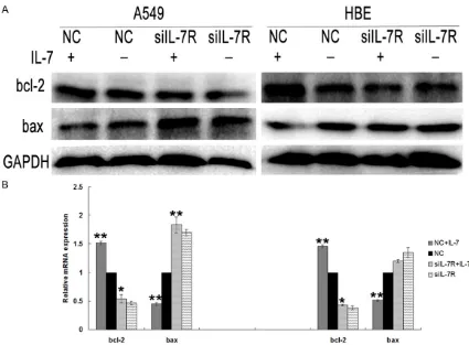 Figure 3. Effect of IL-7/IL-7R on the expression of bcl-2 and bax in A549 and HBE cells