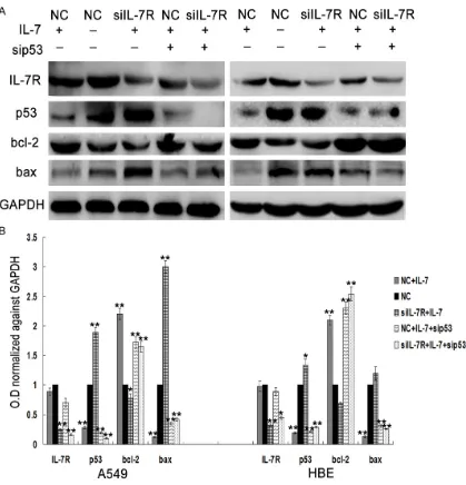Figure 6. Effect of IL-7/IL-7R on the expression of bcl-2 and bax in A549 and HBE cells after inhibiting p53 activa-tion