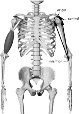 Figure 1. The Biceps Brachii muscle and corresponding action line