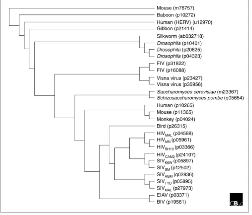 Figure 1The relationships between retroviral proteases. Protease sequences from several different immunodeficiency viruses are compared with endogenous