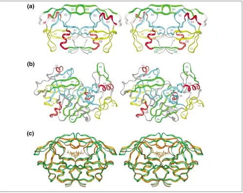 Figure 3Structural template for (a) retroviral proteases compared to that for (b) the aspartic protease family