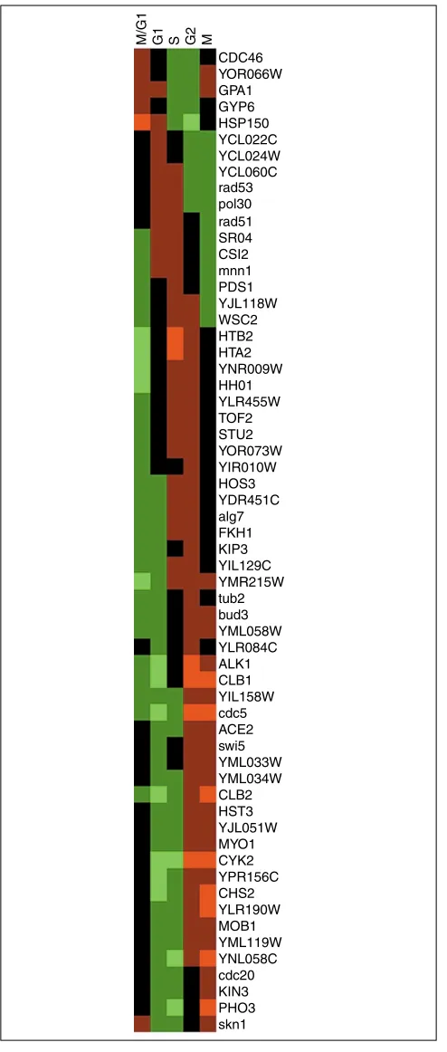 Figure 4Color-coded expression-profile table of the genes selected from the cell-cycle data by permutation test