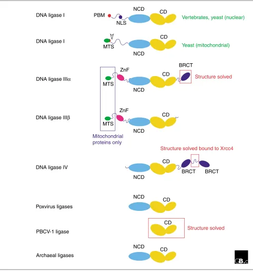 Figure 1Domain structures of ATP-dependent ligases. Schematic representation of the domain structures of DNA ligases I, IIIdependent ligases from poxviruses (vaccinia, variola, fowlpox, and so on), the Chlorella virus of CD, catalytic domain; NCD, conserve
