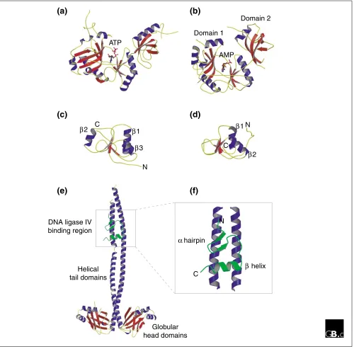 Figure 2Structures of ATP-dependent DNA ligases. ligase IIIdomains 1 and 2 (an OB fold) are indicated