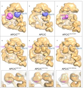 Figure 1.Negative stain electron microscopy reconstructions of budding yeast APC/C show that