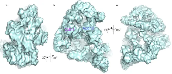 Figure 2.Cryo-electron microscopy reconstruction of budding yeast APC/C