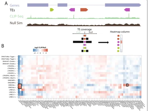 Figure 1 CLIP-Seq alignments are enriched and depleted in specific TEs. (A) Across the entire transcriptome (including introns), we countedoverlapping aligned reads in the CLIP-Seq and null model simulation for every TE family in both orientations