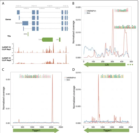 Figure 2 hnRNP H1 CLIP-Seq coverage clusters at specific TE motifs. (A)coverage on the consensus 3(C,D)orientationcoverage peak at the same position of an antisense L2c element in Two replicates of hnRNP H1 CLIP-Seq alignments show an alignment B4GALT2