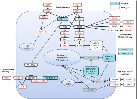 Figure 3 Genes in cancer-related pathways.rectangle indicates differentially expressed genes (DE genes), and the red rectangle indicates genes with a differentially methylated region Genes in the ‘Focal adhesion’, ‘Wnt signaling pathway’ and ‘MAPK signalin