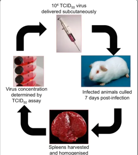 Figure 1 Passaging of virusmodel of infection EBOV was passaged five times in guinea pigs ina forced evolution model.animals were used for harvesting spleens for virus preparation and the in vivo