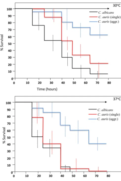 FIG 4Virulence of aggregate-forming and nonaggregate strains of Candida auris compared toC