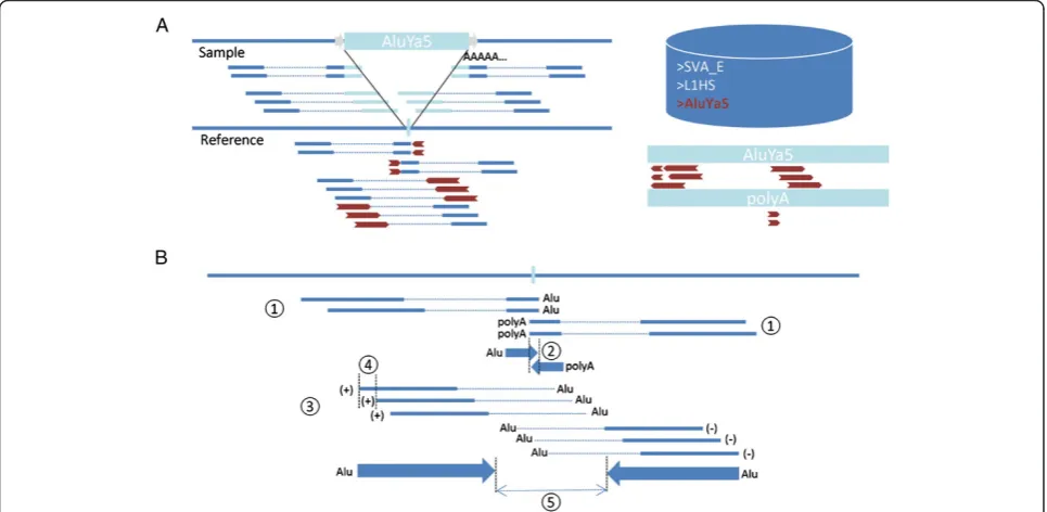 Figure 1 Overview of the Mobster algorithm. (A) In the first phase discordant ends (long red arrows) and clipped ends (short red arrows) areextracted from the BAM file when, respectively, the mate or the unclipped end is mapped uniquely to the reference