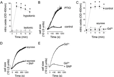 FIG 5 Nitric oxide production during hypotonic swelling is blocked by apyrase and Gd3�
