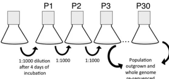 FIG 1 Diagram of passage scheme. The diagram presents the growth scheme that was used to isolatepopulations